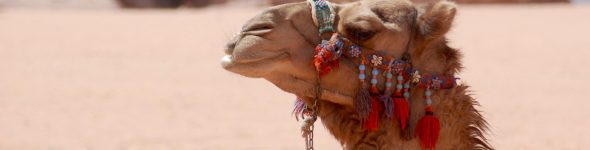 239CamelInWadiRum2010 – 1920x600