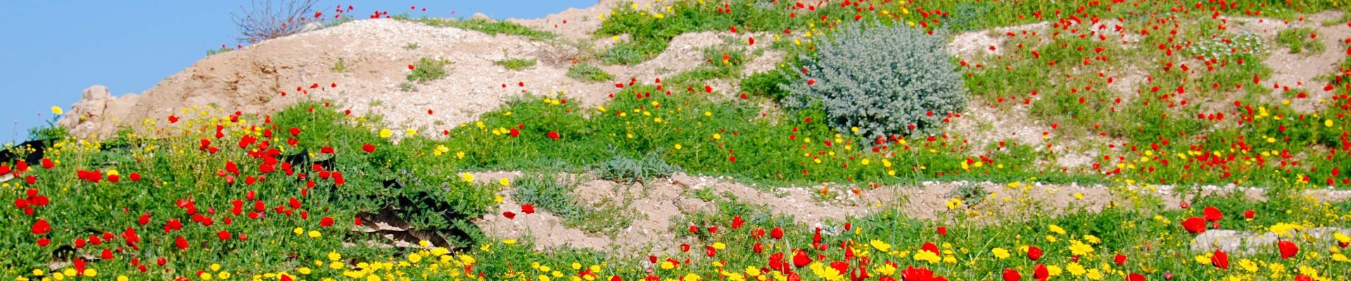 Wildflowers@AshkelonInAreaAboveCityGate.JPG – 1920x600