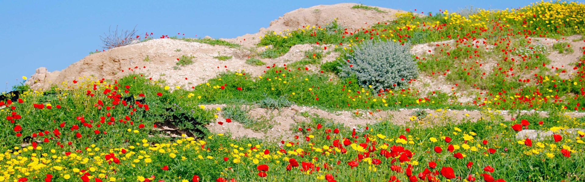 Wildflowers@AshkelonInAreaAboveCityGate.JPG – 1920x600