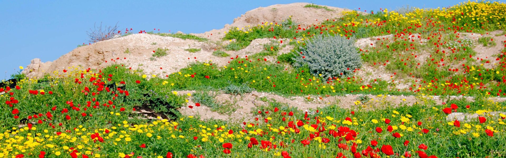 Wildflowers@AshkelonInAreaAboveCityGate.JPG – 1920x600