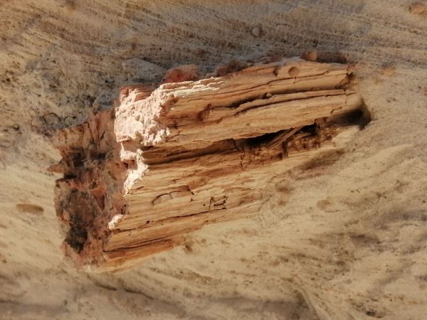 A fragment of petrified wood discovered during the workshop