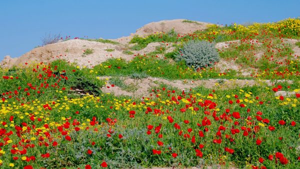 Wildflowers@AshkelonInAreaAboveCityGate.JPG – 1920x1080