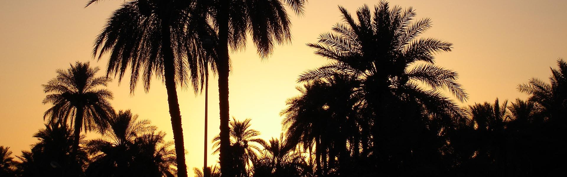 Sunset Palms 1920x600
