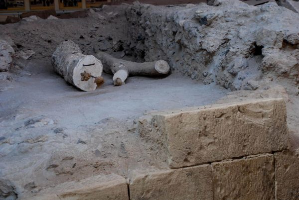 pid000205_Greece_Akrotiri_2018_07_Plaster-Casts-of-Trees