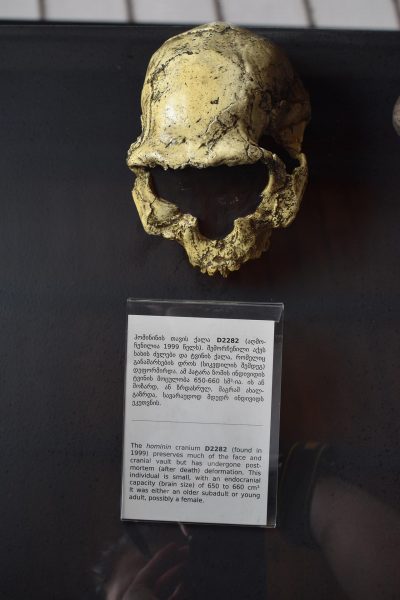 pid000323_Georgia_Dmanisi_2017_05_Hominid-Cranium