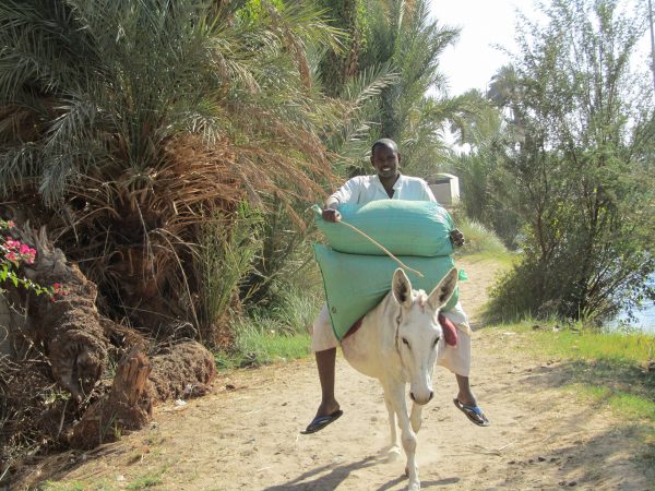 pid000681_Egypt_Aswan_2011_01_Nubian-Man-Riding-Donkey