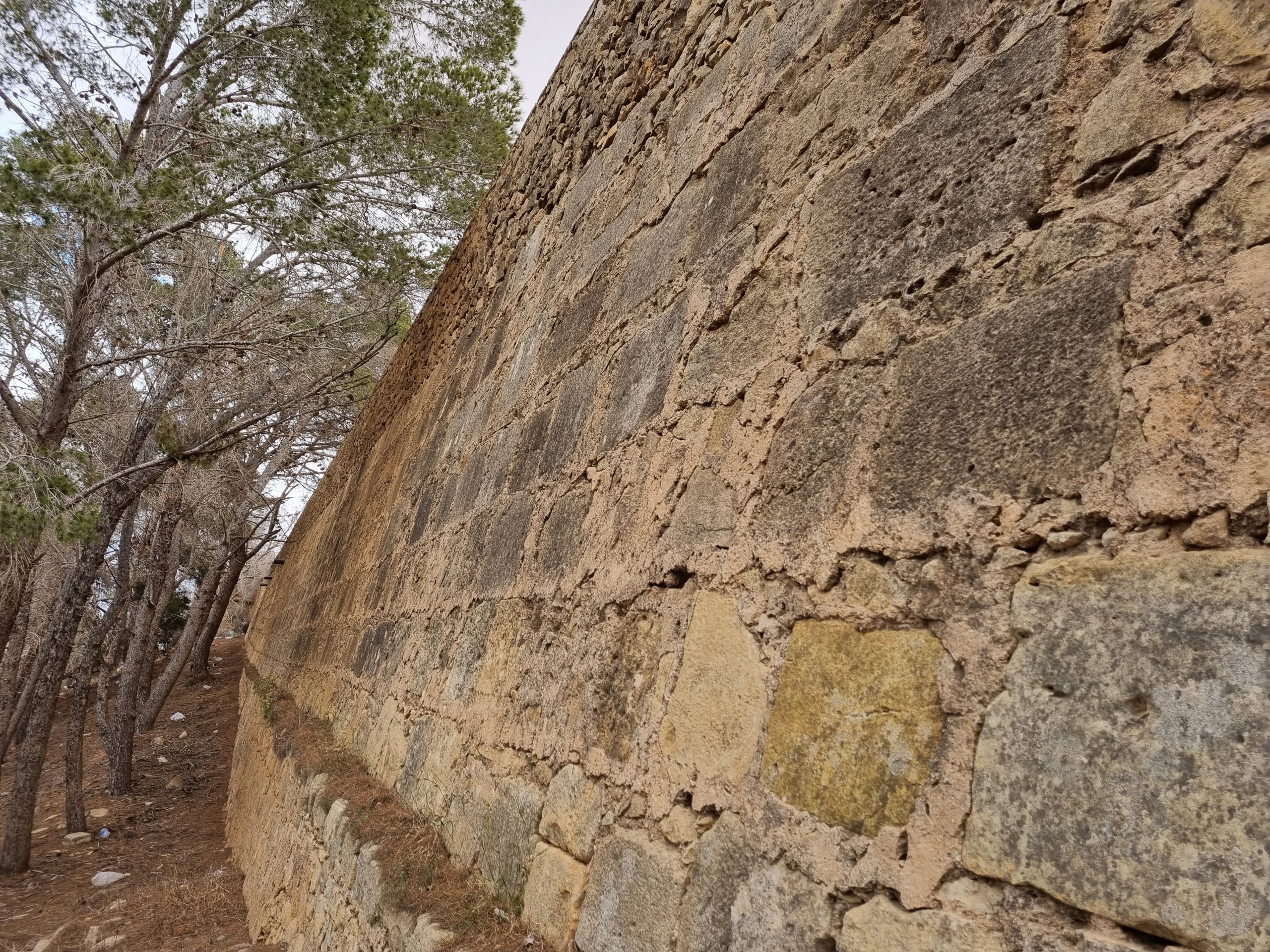 Libyan wall and olive trees