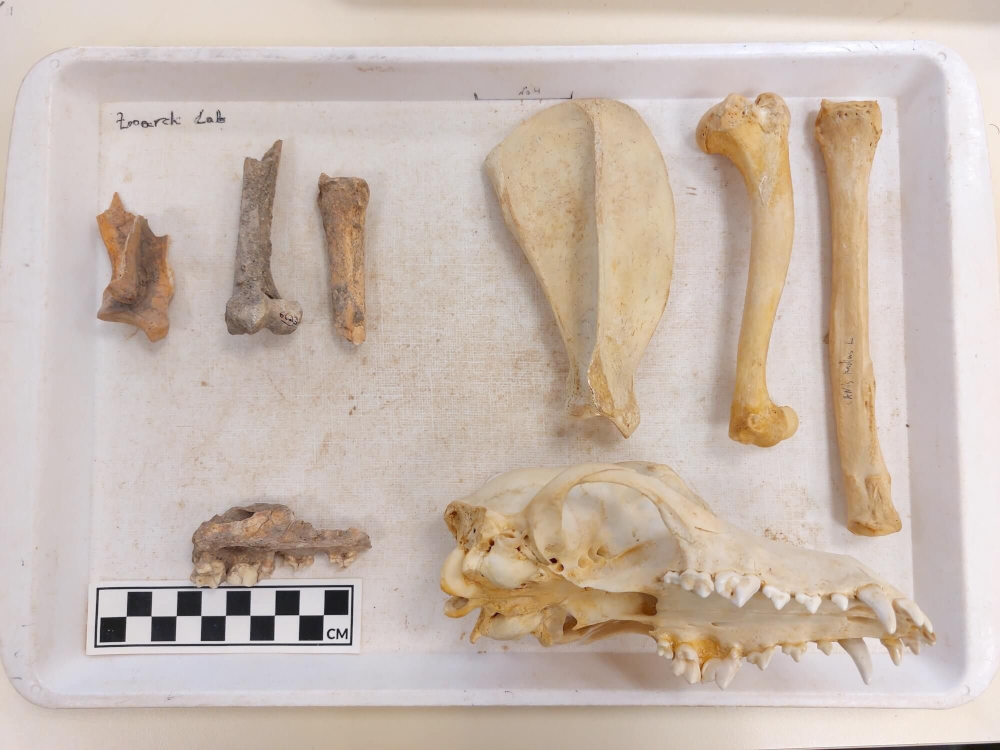 Figure 4: Archaeological dog remains from Iron Age sites (Left) and recent dog remains from the comparative collection stored at the Laboratory of Zooarchaeology at TAU (Right). Photograph: Lidar Sapir-Hen.