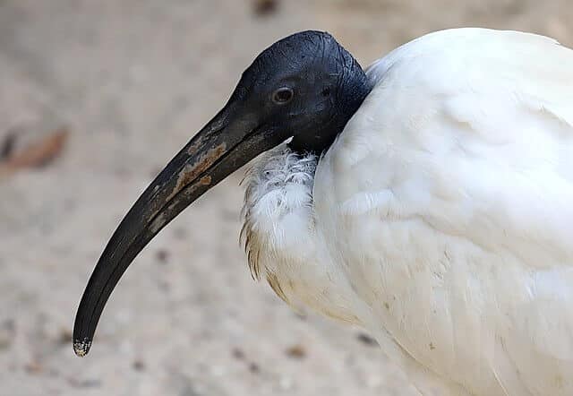 An African sacred ibis, awaiting his marching orders. Photo: Jamain / Wikimedia Commons, CC BY-SA 4.0 DEED