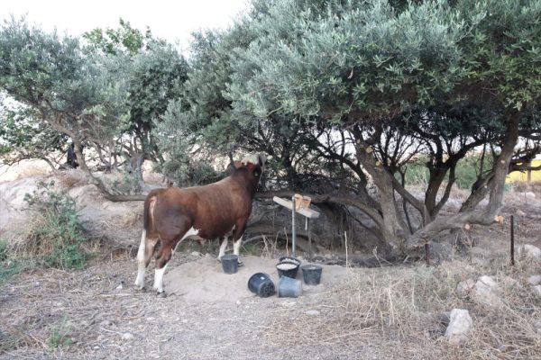 A cow decided to help us sift one morning!