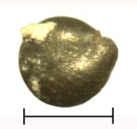 Fig. 11: Chenopodium album (Fat Hen) seed from Kinet Höyük, Turkey. Photo by J. Ramsay.