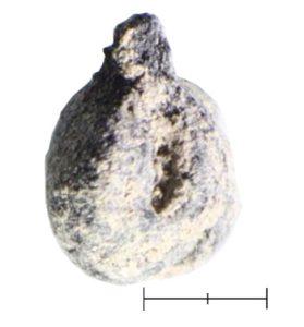 Fig. 7: Charred grape pip from the Petra Garden and Pool Complex. Photo by J. Ramsay.