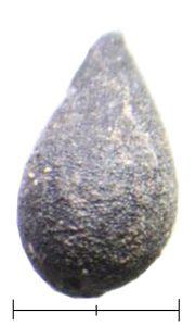 Fig. 8: Mezereon sp. (Thymelea passerina) from pigeon dung recovered from Shivta, Israel Photo by J. Ramsay.