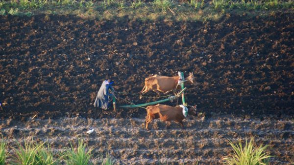 pid000695_Egypt_Luxor_2020_Man-Plowing-with-Oxen