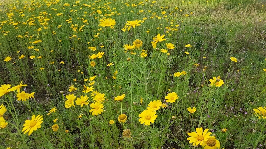 Figure. 4. Crown daisy in bloom. The petals of the crown daisy can be white or yellow with a yellow crown in the center. Photo by the author.
