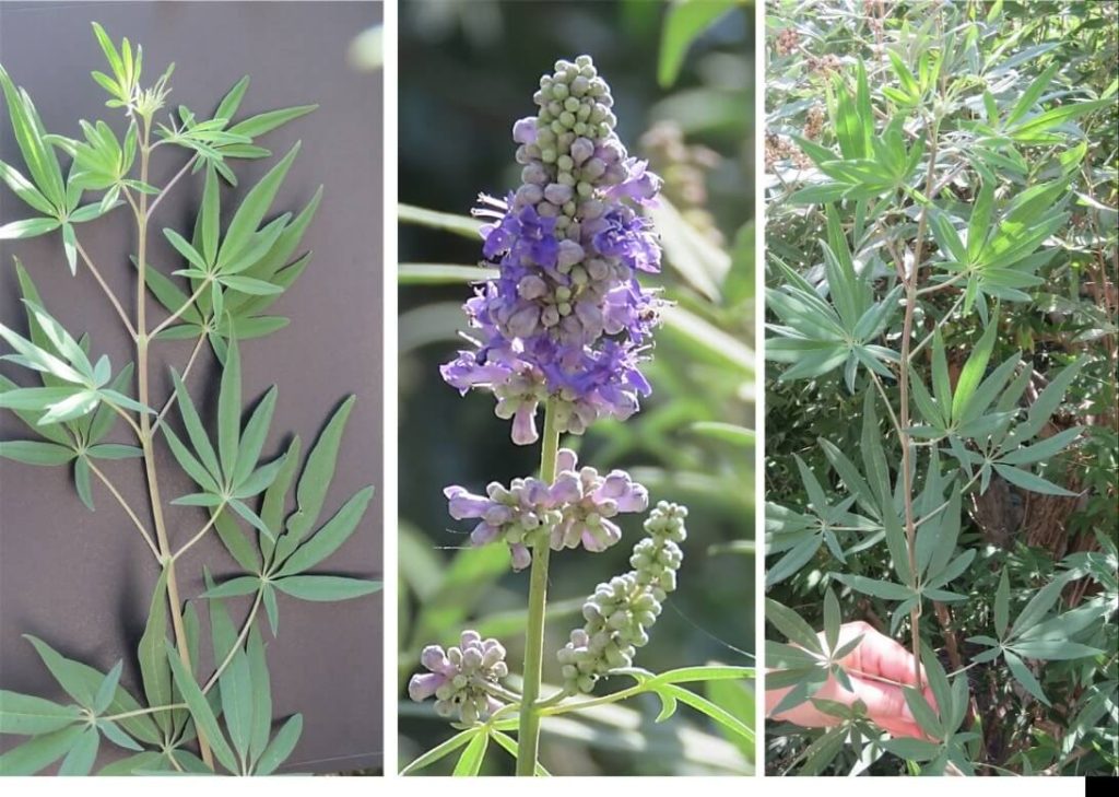 Figure 6. Chaste tree: leaves and inflorescence. Photo by the author.
