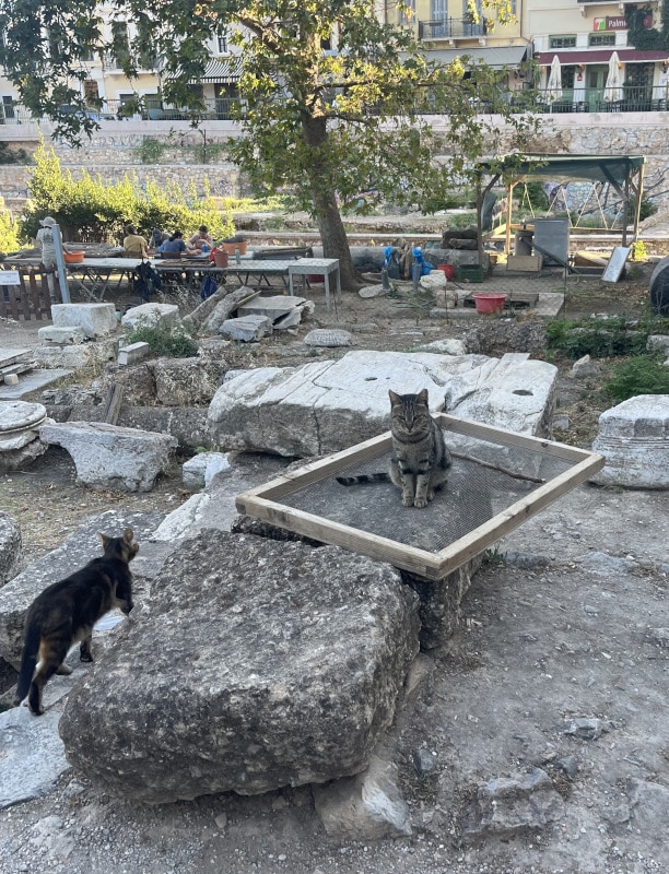 We get many cat visitors every day and some even liked to hang out in our trays. Photo by Hannah Borotsik