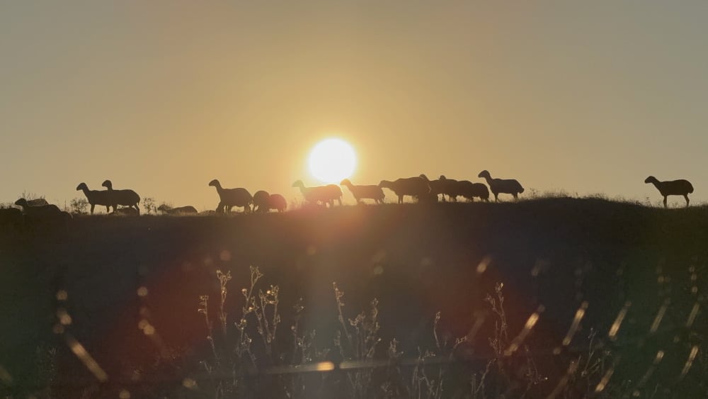 Sheep at sunrise.
