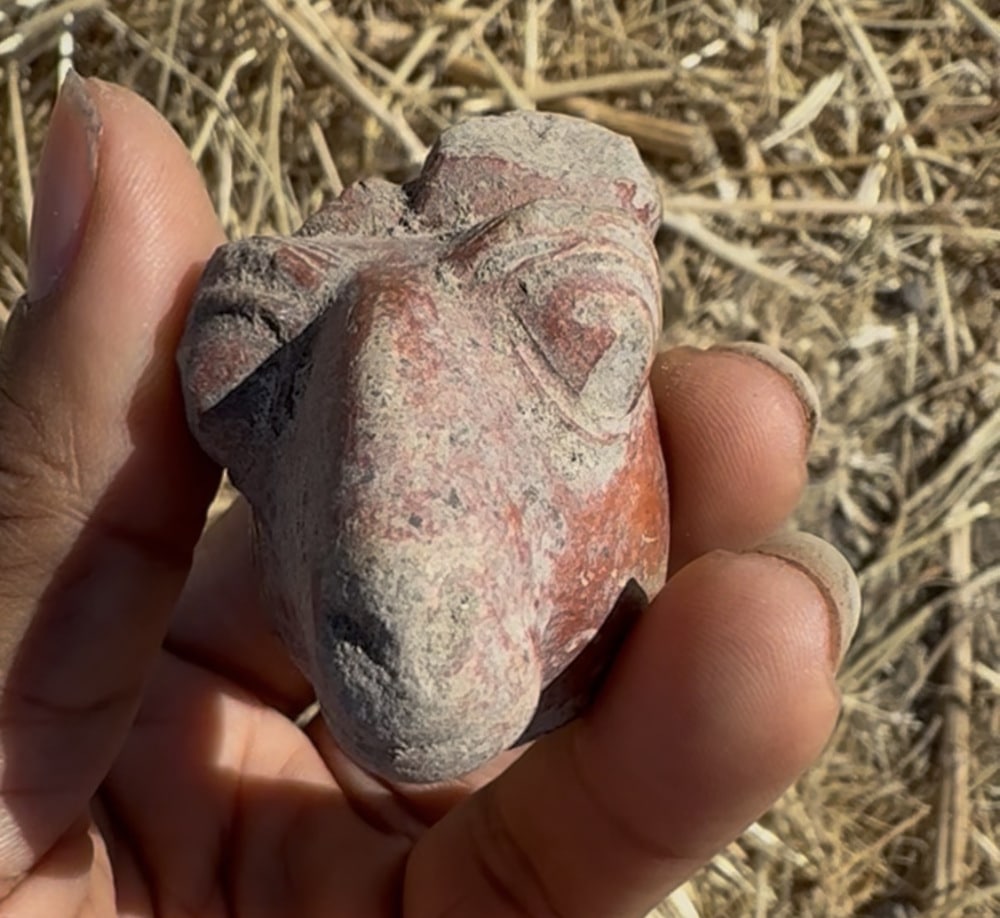 Hittite sheep head recovered from the pit in LSS-8.