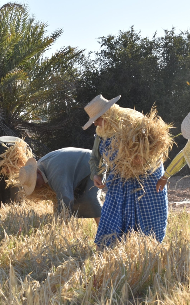 Barley harvest in Djerba | حصاد الشعير بجربة