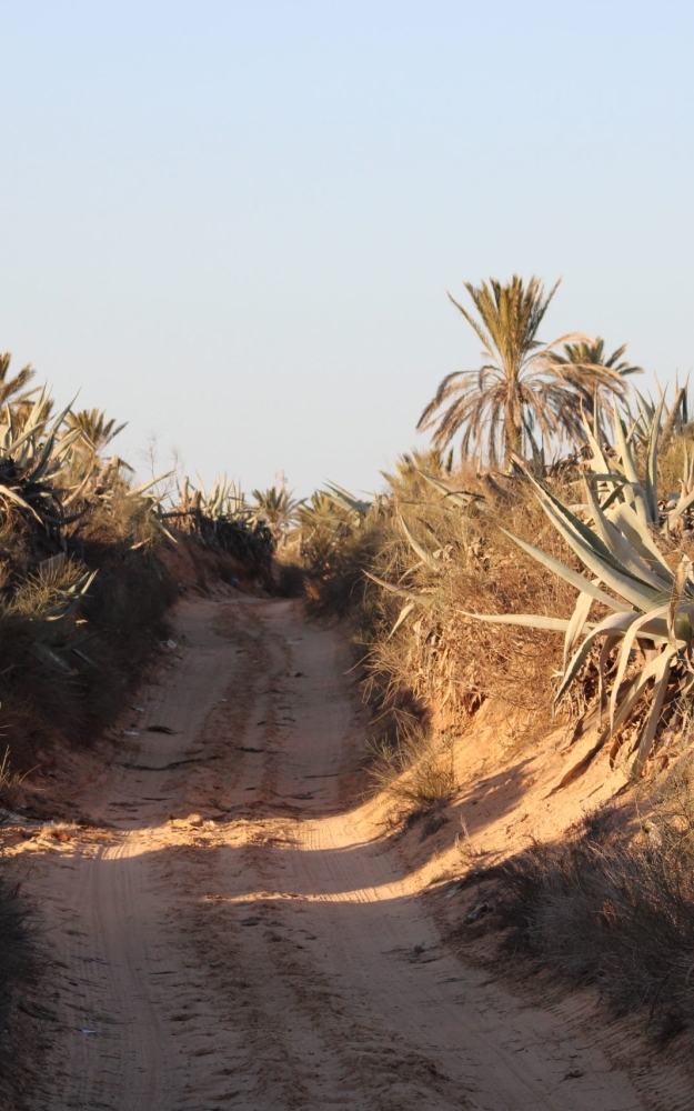 GENERAL VIEW OF DIRT PATHS IN DJERBA | منظر عام لجوادي جربة